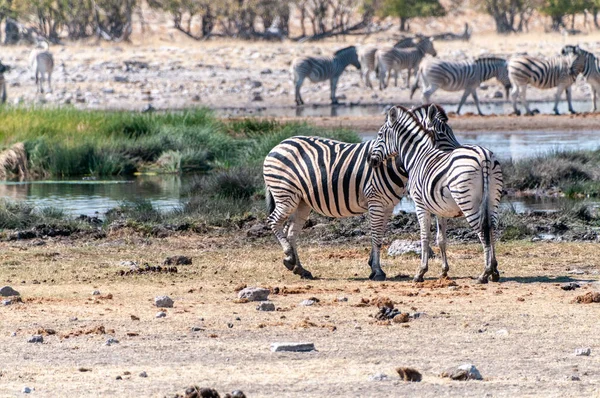 纳米比亚埃托沙国家公园平原上的一个水坑附近聚集着一群布尔谢尔平原斑马 马库斯类群 — 图库照片