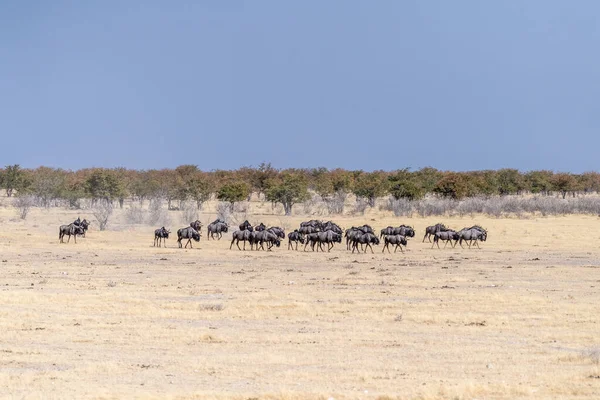 Telephoto Shot Herd Blue Wildebeest Connochaetes Taurinus Trekking Plains Etosha — Stock Photo, Image