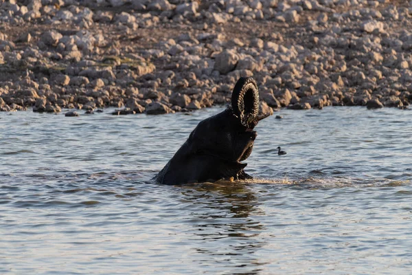 포토는에 공원에 물웅덩이에서 목욕을 아프리카코끼리 아프리카나의 무리를 촬영했다 — 스톡 사진