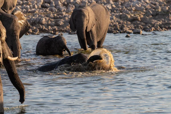 Telefoto Una Manada Elefantes Africanos Loxodonta Africana Tomando Baño Pozo — Foto de Stock