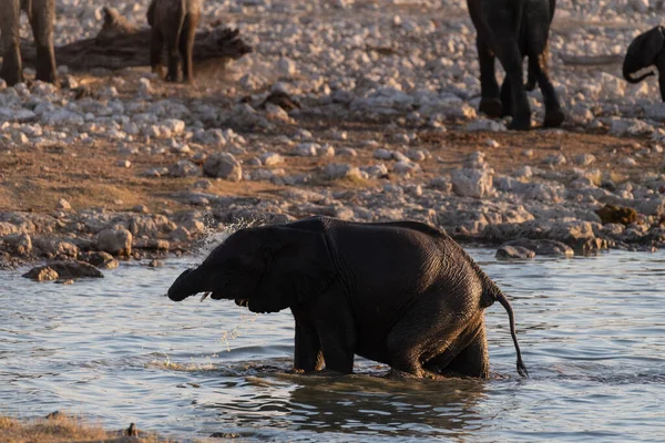 Telephoto Shot Herd African Elephant Loxodonta Africana Taking Bath Waterhole — ストック写真