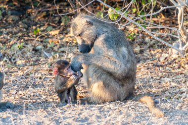 Chacma Babunu, Papio idrarı, annesiyle bebek, Chobe Ulusal Parkı, Botswana.