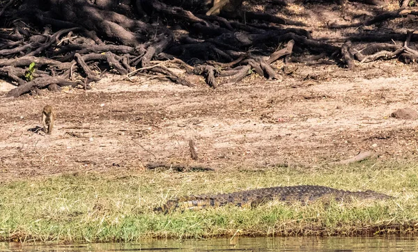 Телефотосъемка Нильского Крокодила Crocodylus Niloticus Покоится Берегу Реки Чобе Ботсване — стоковое фото