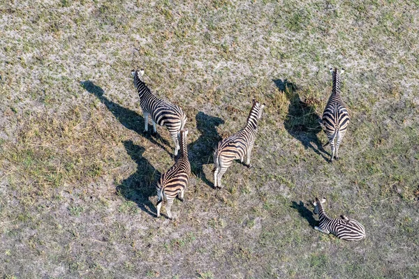Aerial Shot Herd Zebras Grazing Okavango Delta Wetlands Botswana —  Fotos de Stock