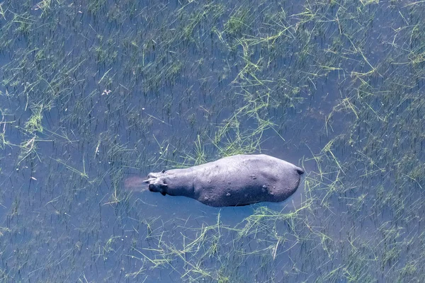 Aerial Telephoto Shot Hippopotamus Partically Submerged Okavango Delta Wetlands Botswana — Stock fotografie