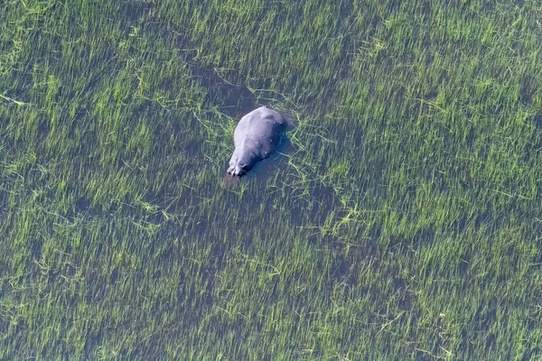 Aerial Telephoto Shot Hippopotamus Partically Submerged Okavango Delta Wetlands Botswana — Foto de Stock