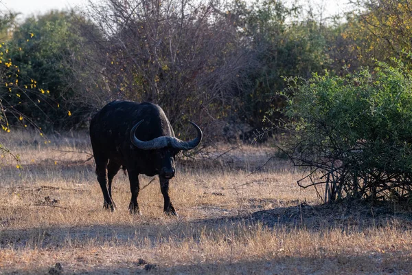 Telefoto Café Africano Buffalo Syncerus Pastoreo Parque Nacional Chobe Botswana —  Fotos de Stock