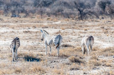 Bir grup Burchells Ovası zebra -Equus quagga Burchelli- Namibya 'daki Etosha Ulusal Parkı' nda yürüyor..