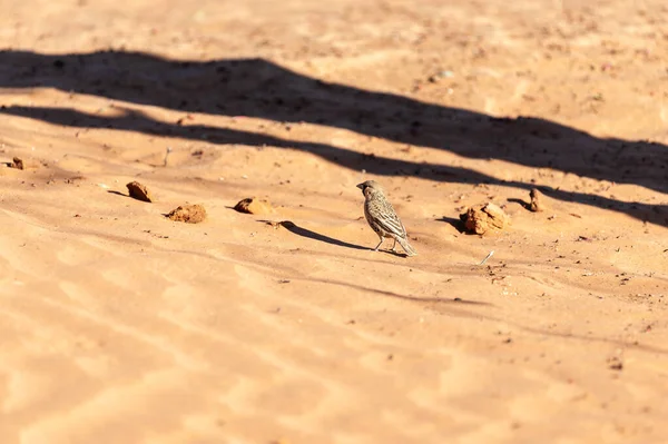 Bir Grup Sosyal Dokumacı Kuş Philetairus Socius Sesriem Namibya Yakınlarında — Stok fotoğraf