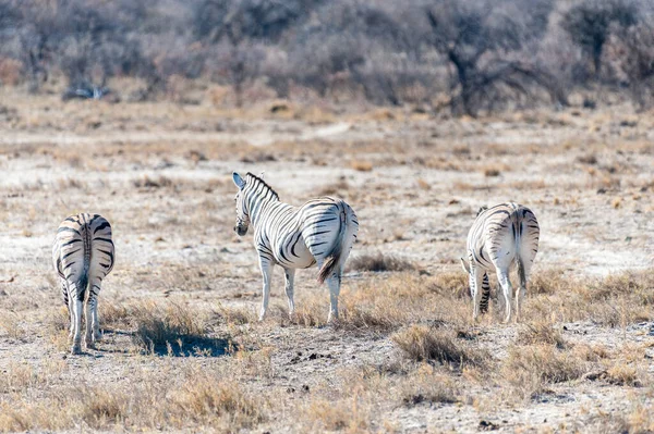 Grupo Burchells Planícies Zebra Equus Quagga Burchelli Caminhando Nas Planícies — Fotografia de Stock