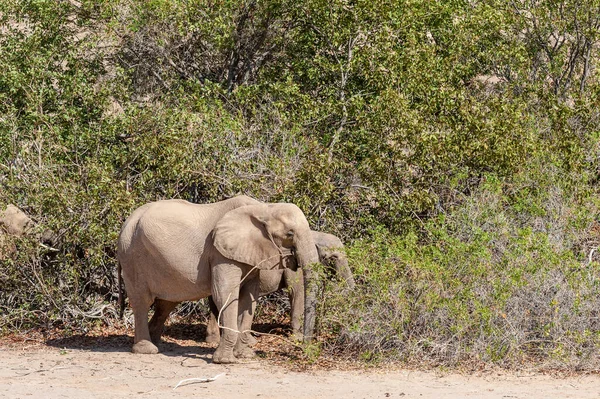 ナミビア北部の2頭の砂漠の象のテレフォトショット — ストック写真