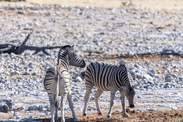 一群Burchells Plains Zebra Equus Quagga Burchelli 聚集在纳米比亚埃托沙国家公园的平原上 — 图库照片