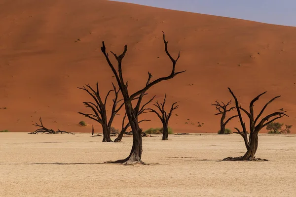 Panoramica Degli Alberi Morti Pietrificati Nella Zona Deadvlei Namibia — Foto Stock