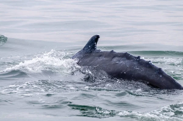 纳米比亚沃尔维斯湾一头浮出水面的鲸鱼的背鳍 — 图库照片