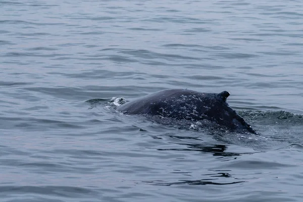 월비스만에 고래의 등지느러미 — 스톡 사진