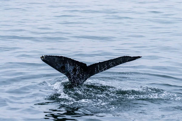 Aileron Arrière Une Baleine Surface Walvis Bay Namibie — Photo
