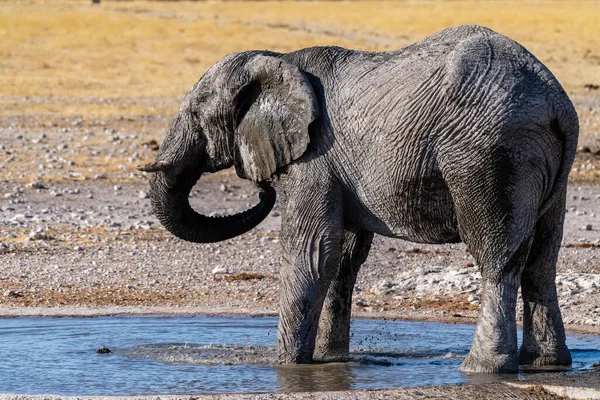 纳米比亚埃托沙国家公园的一个水坑中 一只非洲大象 Loxodonta Africana 从一个巨大的水坑中被远程拍摄到的照片 — 图库照片