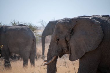 Bir Afrika fili sürüsü -Loxodonta Afrikana- Namibya 'daki Etosha Ulusal Parkı düzlüklerinde otluyor..