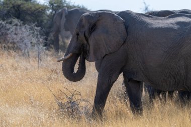 Afrika filleri sürüsü Loxodonta Afrika 'da Namibya' daki Etosha Ulusal Parkı 'nın düzlüklerinde otluyor..