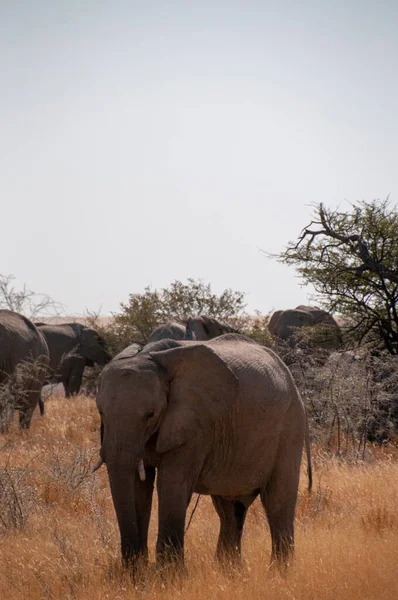 ナミビアのエトーシャ国立公園の平野でアフリカゾウ ロクソドンタアフリカ 放牧の1つの巨大なアフリカの写真 — ストック写真