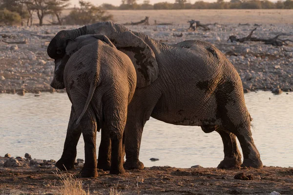 Telefoto Flock Afrikansk Elefant Loxodonta Afrikan Badar Ett Vattenhål Etosha — Stockfoto