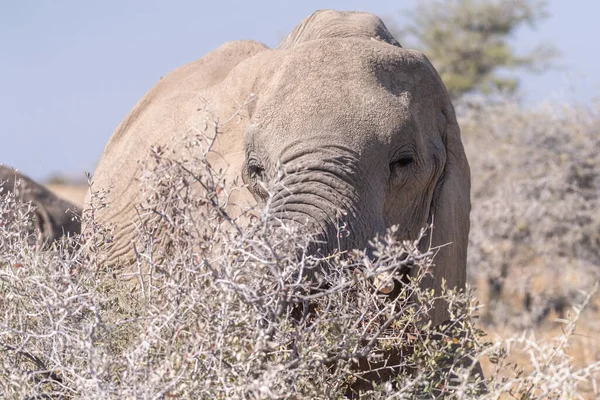 Teleaufnahme Des Kopfes Eines Afrikanischen Elefanten Loxodonta Africana Beim Essen — Stockfoto