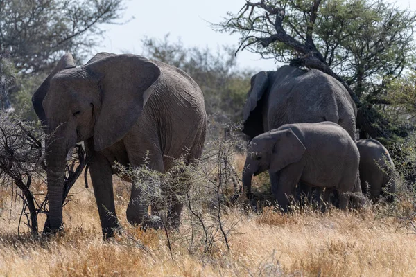 Una Manada Elefantes Africanos Loxodonta Africana Pastando Las Llanuras Del —  Fotos de Stock