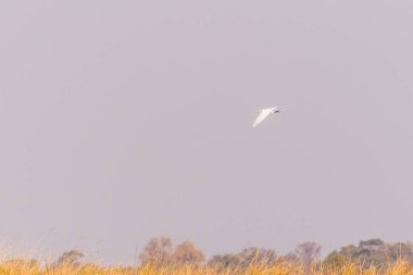 Botsvana, Okavango Deltası üzerinde uçan büyük beyaz balıkçıl Ardea Alba 'nın telefonu..