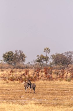 Botsvana 'daki Okavango Deltası' nın kuru topraklarında koşan büyük bir Burchells Ovası zebrası sürüsü olan Equus quagga Burchelli 'nin telefoto çekimi..