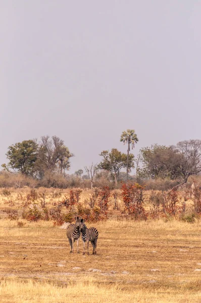 Telephoto Shot Large Herd Burchells Plains Zebras Equus Quagga Burchelli — Foto de Stock