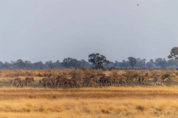 Herd Burchells Plains Zebra Equus Quagga Burchelli Running Okavango Delta — Foto de Stock