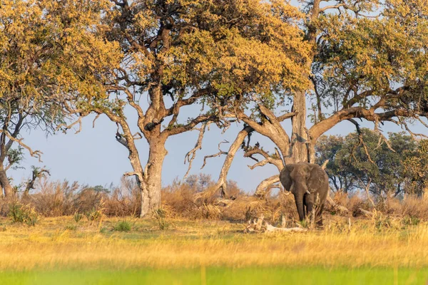 Telephoto Shot African Elephant Loxodonta Africana Grazing Banks Okavango River — Zdjęcie stockowe