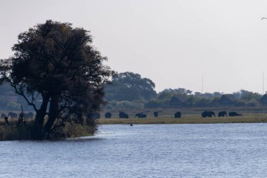 Botswana 'da Chobe nehrinin kıyısında otlayan bir Afrika fili sürüsünün telefoto görüntüsü.