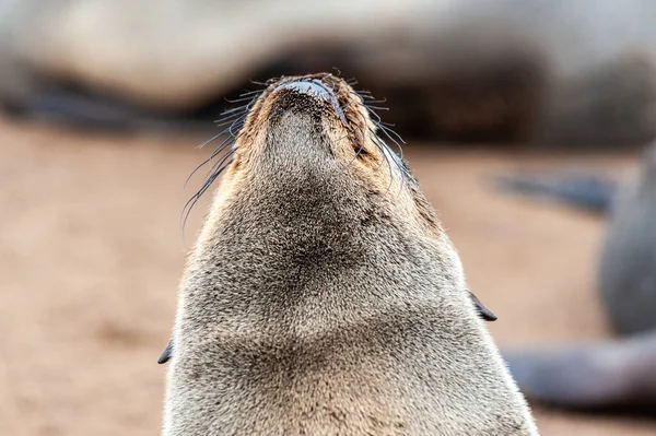Видалення Тюленя Пляжі Біля Узбережжя Скелетону Намібії — стокове фото