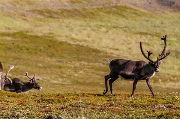 Telephot Shot Group Running Reindeer Northern Norway — Stockfoto