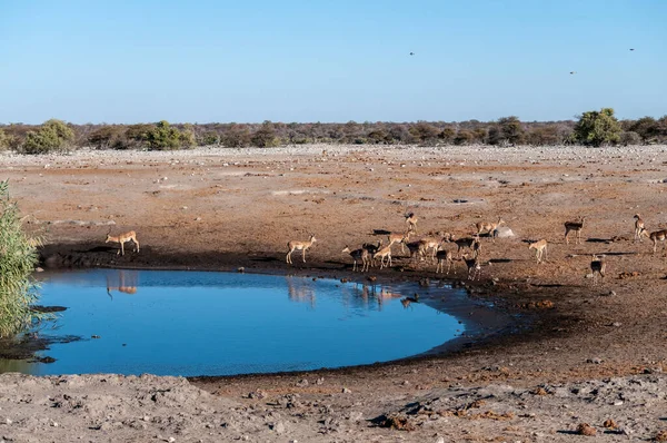 一群因卡拉斯 艾皮罗斯 梅兰普斯 在纳米比亚埃托沙国家公园的水洞里喝水 — 图库照片