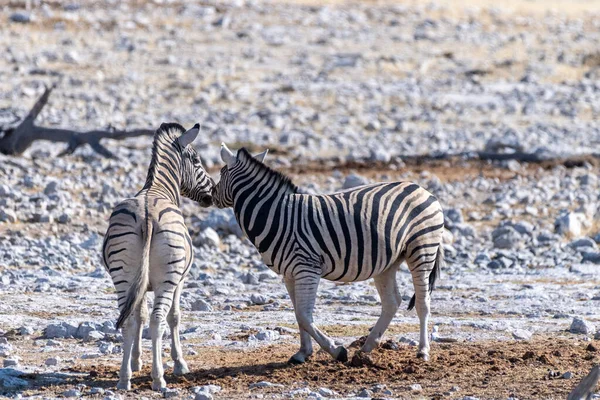 一群Burchells Plains Zebra Equus Quagga Burchelli 聚集在纳米比亚埃托沙国家公园的平原上 — 图库照片