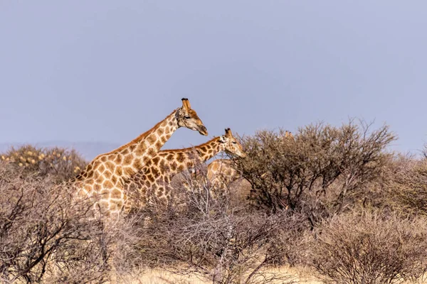 アンゴラのキリンのグループ Giraffa Giraffa Angolensis Etosha国立公園 ナミビアの平野に立って — ストック写真