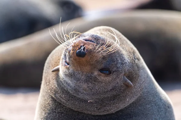 Telephoto Portrait Seal Cape Cross Seal Colony Namibian Coast — Stock Photo, Image