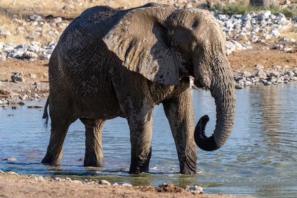 纳米比亚埃托沙国家公园的一个非洲大象 Loxodonta Africana 在一个水坑里喝水时被Telephoto射杀 — 图库照片