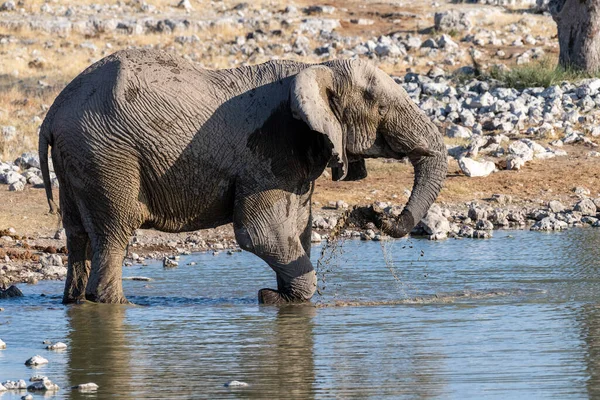 Telephoto Shot One African Elephant Loxodonta Africana Drinking Waterhole Etosha — Foto de Stock