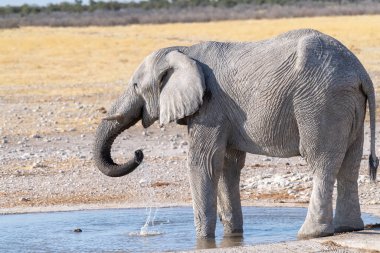 Namibya 'daki Etosha Ulusal Parkı' ndaki bir su birikintisinden su içen dev bir Afrika Fili Loxodonta Afrika 'nın telefon çekimi..