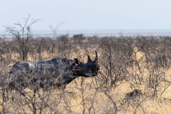 Rinoceronte Negro Diceros Bicornis Comiendo Matorrales Las Llanuras Del Parque —  Fotos de Stock