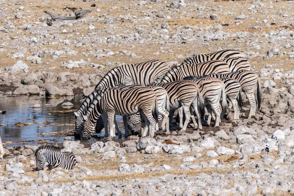Μια Ομάδα Burchells Plains Zebra Equus Quagga Burchelli Που Πίνει — Φωτογραφία Αρχείου