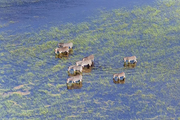 Aerial Shot Herd Zebras Grazing Okavango Delta Wetlands Botswana — Stockfoto