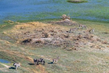 Aerial shot of a herd of Zebras grazing in the Okavango delta wetlands in Botswana.