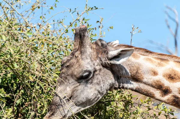 Nahaufnahme Einer Angolanischen Giraffe Giraffa Giraffa Angolensis Während Sie Blätter — Stockfoto