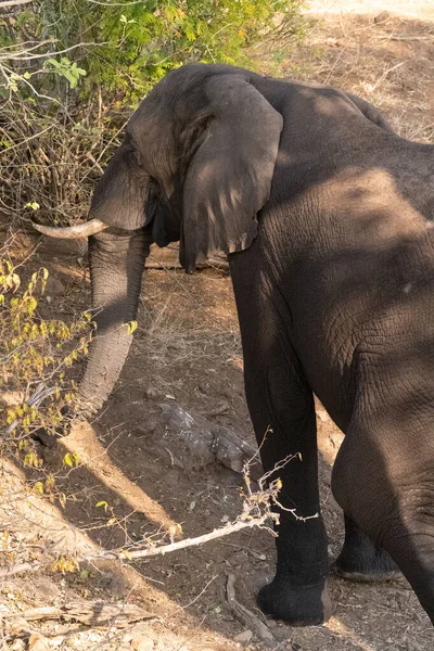 Fotografia Telegráfica Elefante Africano Alimentando Nas Margens Rio Chobe Parque — Fotografia de Stock
