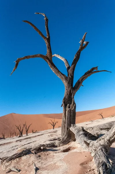 Landscape Shot Iconic Dead Trees Namibian Deadvlei Area — Fotografia de Stock