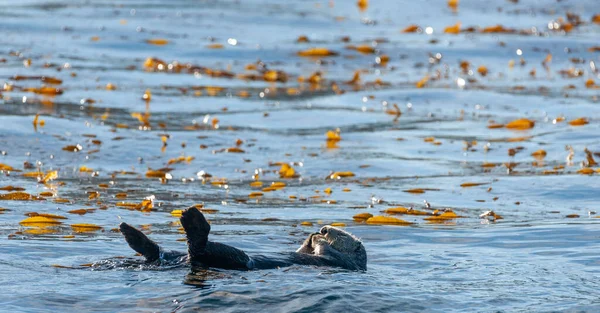 Θαλάσσιες Ενυδρίδες Επιπλέουν Στα Νερά Του Κόλπου Του Μοντερέι Καλιφόρνια — Φωτογραφία Αρχείου